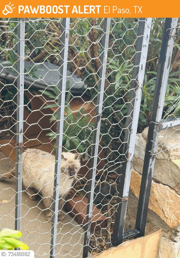 Found/Stray Female Cat last seen Nottingham Manor, El Paso, TX 79902