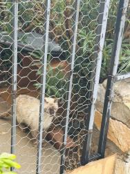 Found/Stray Female Cat last seen Nottingham Manor, El Paso, TX 79902