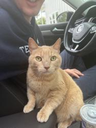 Lost Male Cat last seen End of the cul-de-sac, Coryell County, TX 76528