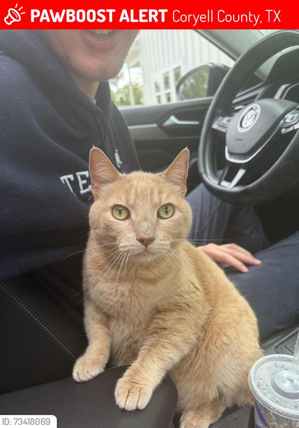 Lost Male Cat last seen End of the cul-de-sac, Coryell County, TX 76528