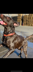 Reunited Male Dog last seen Near e south mountain ave, Phoenix, AZ 85042
