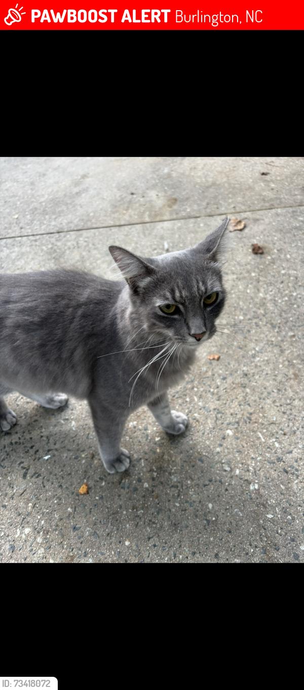 Lost Male Cat last seen Bellemont mt Herman road, Burlington, NC 27215