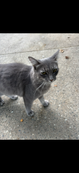 Lost Male Cat last seen Bellemont mt Herman road, Burlington, NC 27215