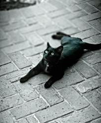 Lost Male Cat last seen Suncrest and running deer, Moreno Valley, CA 92553