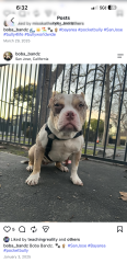 Lost Female Dog last seen Mayellen and bascom ave, San Jose, CA 95126