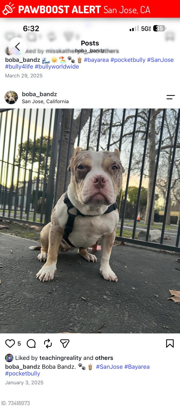 Lost Female Dog last seen Mayellen and bascom ave, San Jose, CA 95126
