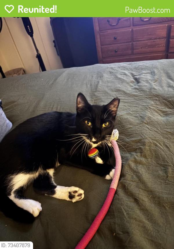 Reunited Female Cat last seen Greystone court Exton pa . Exton crossing, Exton, PA 19341