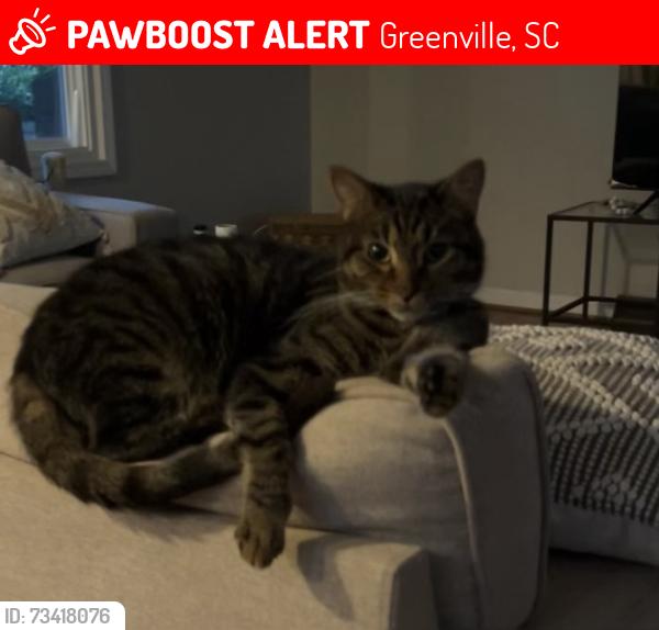 Lost Male Cat last seen Lotus Ct/Dellwood, Greenville, SC 29609