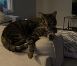 Lost Male Cat last seen Lotus Ct/Dellwood, Greenville, SC 29609