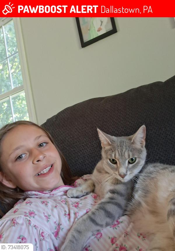 Lost Male Cat last seen By queen street, Dallastown, PA 17313