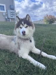 Reunited Male Dog last seen Hanover Allentown Pa 18109, Allentown, PA 18109