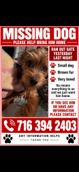 Lost Male Dog last seen Kensington and Orleans , bickford Suffolk, Buffalo, NY 14215