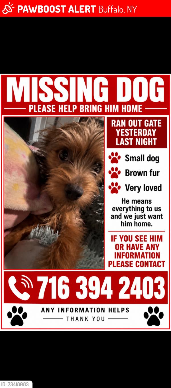 Lost Male Dog last seen Kensington and Orleans , bickford Suffolk, Buffalo, NY 14215