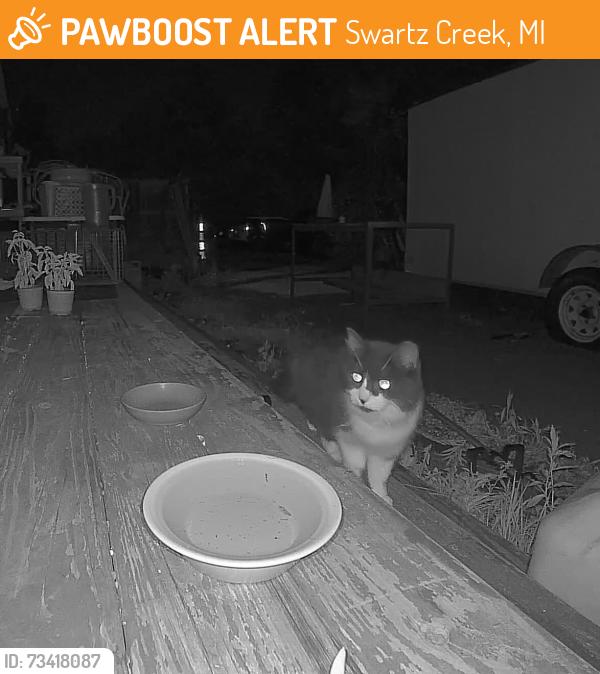 Found/Stray Unknown Cat last seen Torrey Rd & Grand Blanc Rd, Swartz Creek, MI 48473