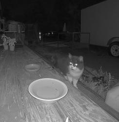 Found/Stray Unknown Cat last seen Torrey Rd & Grand Blanc Rd, Swartz Creek, MI 48473