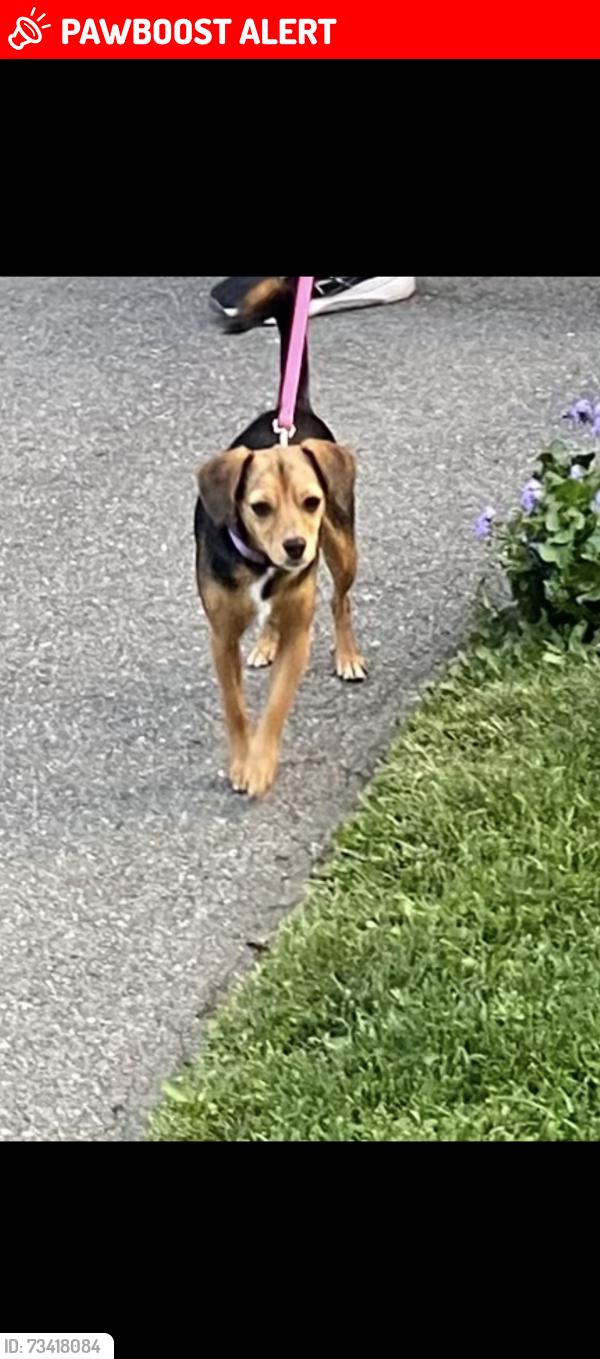 Lost Female Dog last seen Vermouth Ave and Bloor Str, Mississauga, ON L5A 3X5