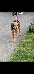 Lost Female Dog last seen Vermouth Ave and Bloor Str, Mississauga, ON L5A 3X5
