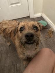 Found/Stray Unknown Dog last seen 36th and Brayton Ave, Long Beach, CA 90807