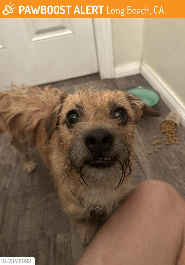 Found/Stray Unknown Dog last seen 36th and Brayton Ave, Long Beach, CA 90807