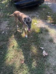 Found/Stray Male Dog last seen Near NC Highway 22 N, Franklinville, NC 27248