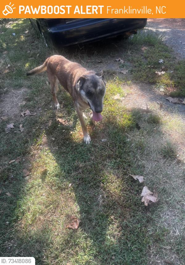 Found/Stray Male Dog last seen Near NC Highway 22 N, Franklinville, NC 27248