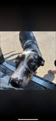 Found/Stray Male Dog last seen Hepzibah church, Tuscaloosa County, AL 35111