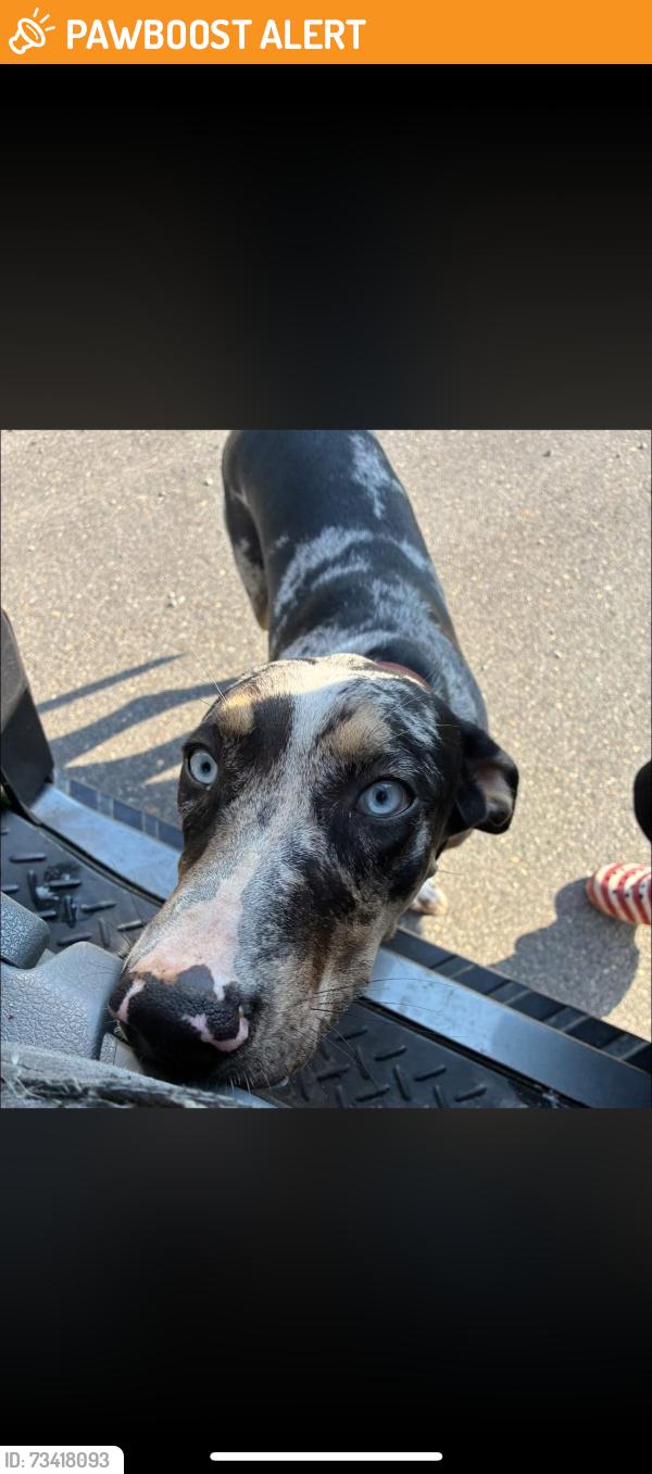 Found/Stray Male Dog last seen Hepzibah church, Tuscaloosa County, AL 35111