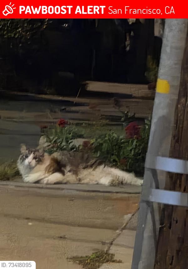 Lost Unknown Cat last seen Jamestown Ave at Ingalls St, San Francisco, CA 94124