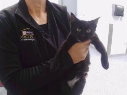 Shelter Stray Male Cat last seen CHARLOTTE, 8315 Byrum Dr, Charlotte, NC 28217, USA