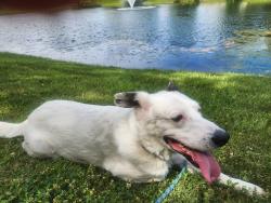 Lost Male Dog last seen Backyard, Grove City, OH 43123