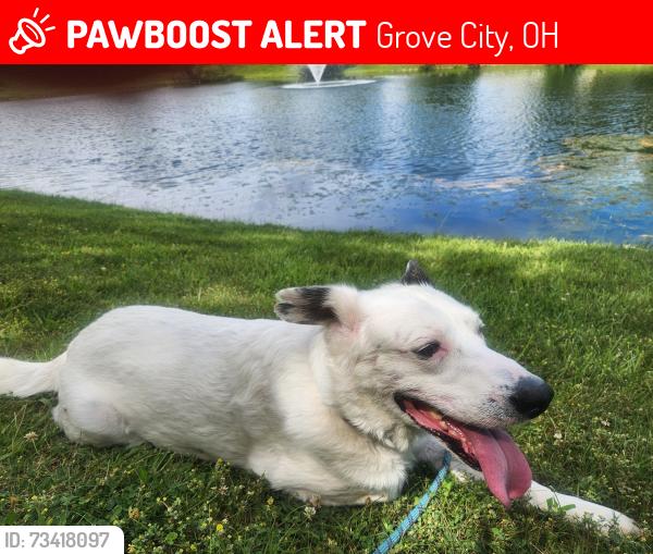Lost Male Dog last seen Backyard, Grove City, OH 43123