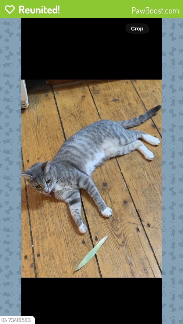 Reunited Female Cat last seen Sleepy hollow road, fox run terrace, southwind way, Sundance road, Dartmouth, MA 02747