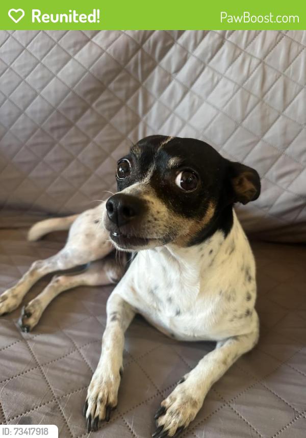 Reunited Male Dog last seen Glendale Blvd and Scott Ave, Los Angeles, CA 90026