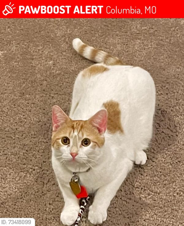 Lost Male Cat last seen Near Powell Dr, Columbia, MO 65202