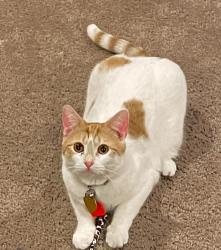 Lost Male Cat last seen Near Powell Dr, Columbia, MO 65202