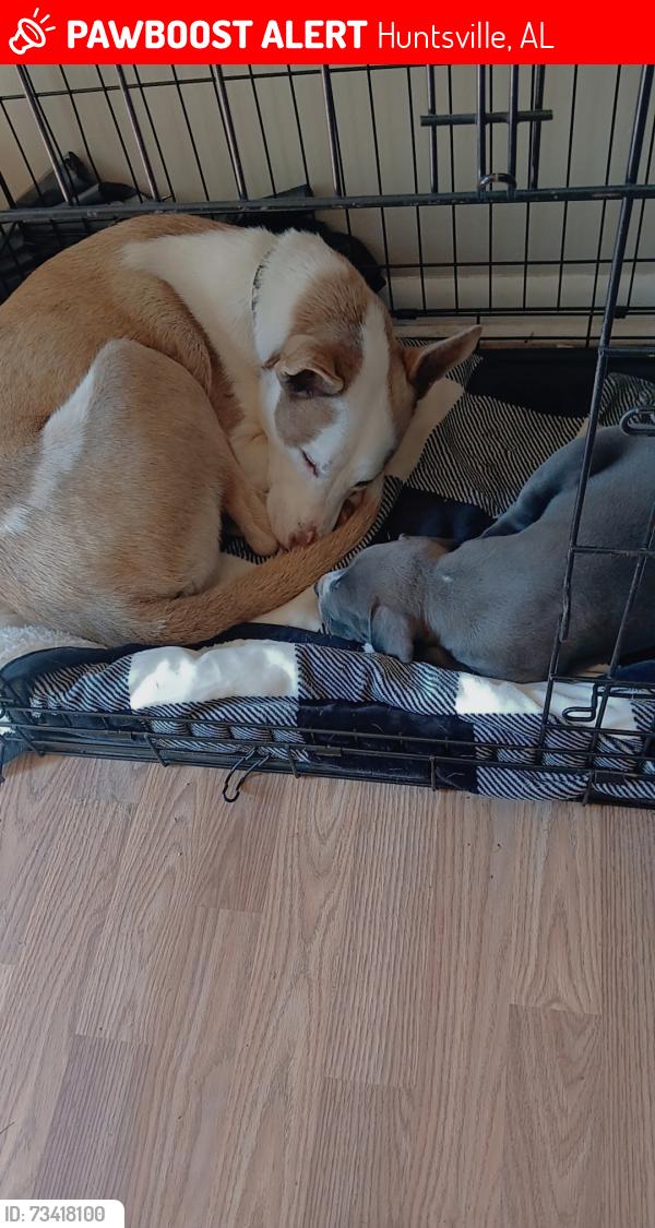 Lost Female Dog last seen Near Walgreens and speedway, Huntsville, AL 35803