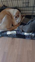 Lost Female Dog last seen Near Walgreens and speedway, Huntsville, AL 35803