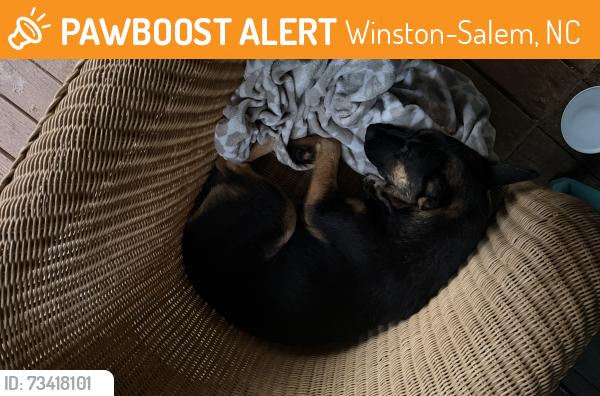 Found/Stray Female Dog last seen Kendall Farms, Winston-Salem, NC 27107