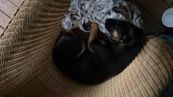 Found/Stray Female Dog last seen Kendall Farms, Winston-Salem, NC 27107