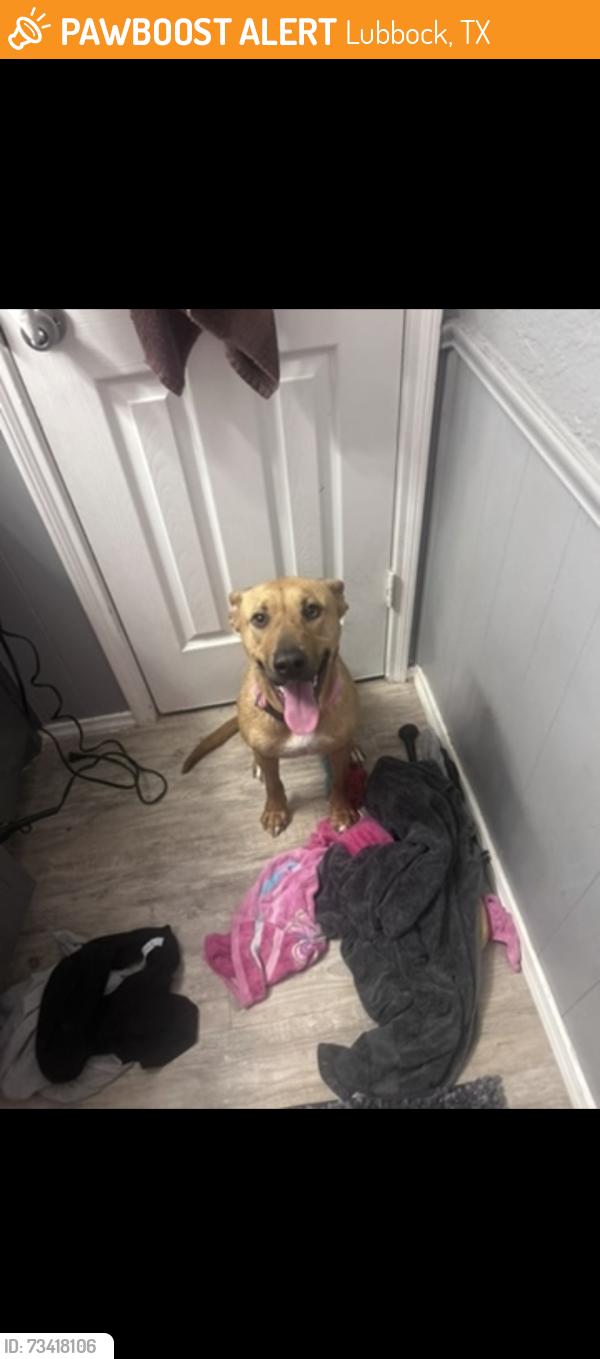 Found/Stray Female Dog last seen West 19th street, Lubbock, TX 79401