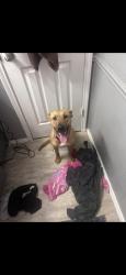 Found/Stray Female Dog last seen West 19th street, Lubbock, TX 79401
