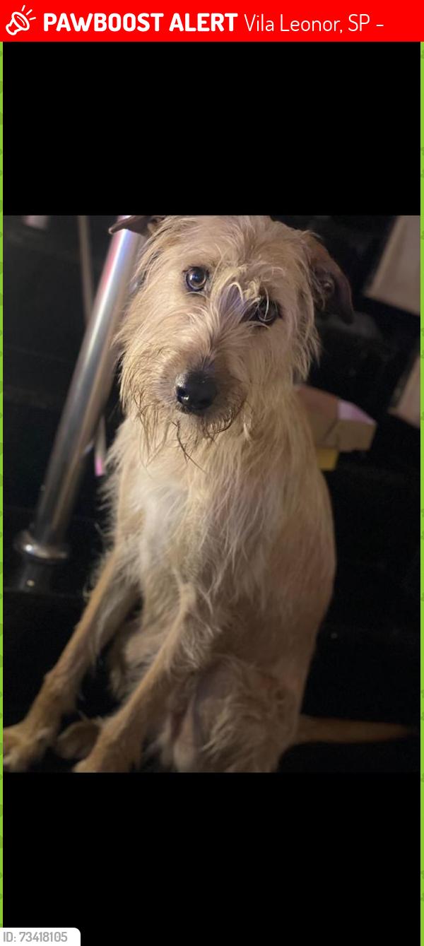 Lost Male Dog last seen Rua Edgard. 427, Vila Leonor, SP 02077-020