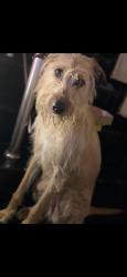 Lost Male Dog last seen Rua Edgard. 427, Vila Leonor, SP 02077-020