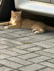 Found/Stray Unknown Cat last seen Largo Drive and Bay, Poinciana, FL 34759