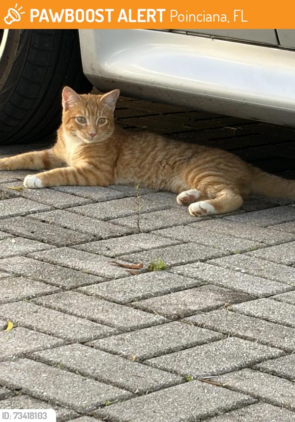 Found/Stray Unknown Cat last seen Largo Drive and Bay, Poinciana, FL 34759