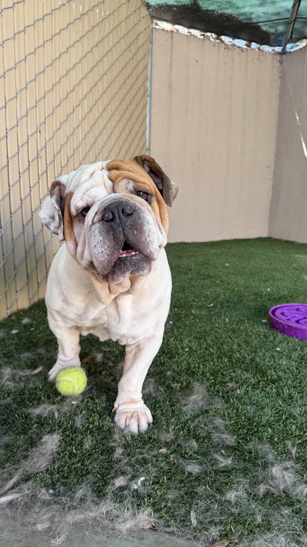 Shelter Stray Male Dog last seen Near Imperial Beach Boulevard, Imperial Beach, CA, 91932, 5500 Gaines St, San Diego, CA 92110, USA
