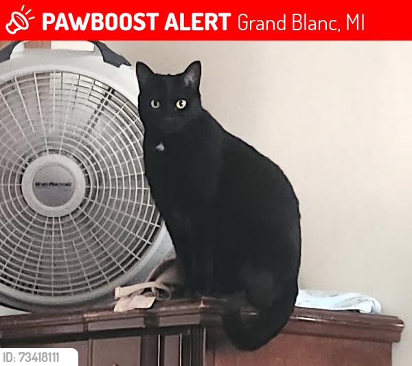 Lost Female Cat last seen Territorial Road & South Saginaw, Grand Blanc, MI 48439