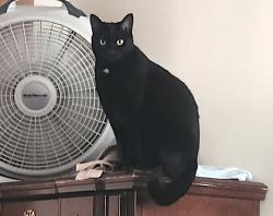 Lost Female Cat last seen Territorial Road & South Saginaw, Grand Blanc, MI 48439