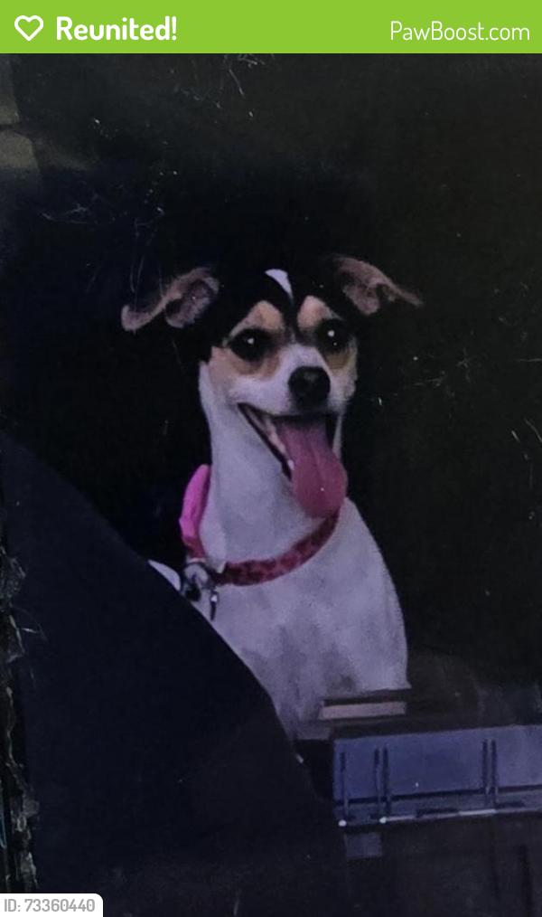 Reunited Female Dog last seen I 65 North between exit 281 and 282 in Warrior Alabama. Last scene on Cooper Drive in Warrior., Warrior, AL 35180