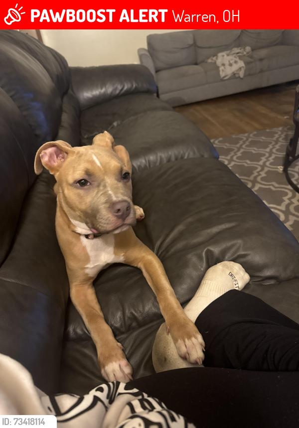 Lost Female Dog last seen Northwest blvd &Clearwater street, Warren, OH 44485